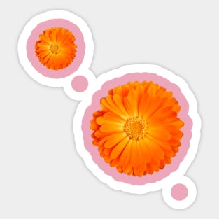 Orange Flower on baby pink background Sticker